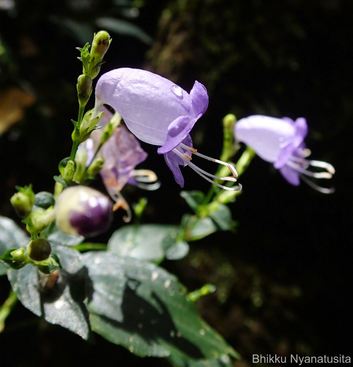 Strobilanthes cordifolia (Vahl) J.R.I.Wood